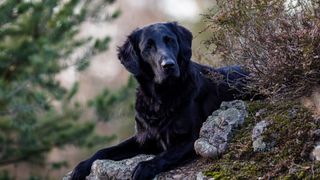 a black flat-coated retriever lies on a rock in a forested setting