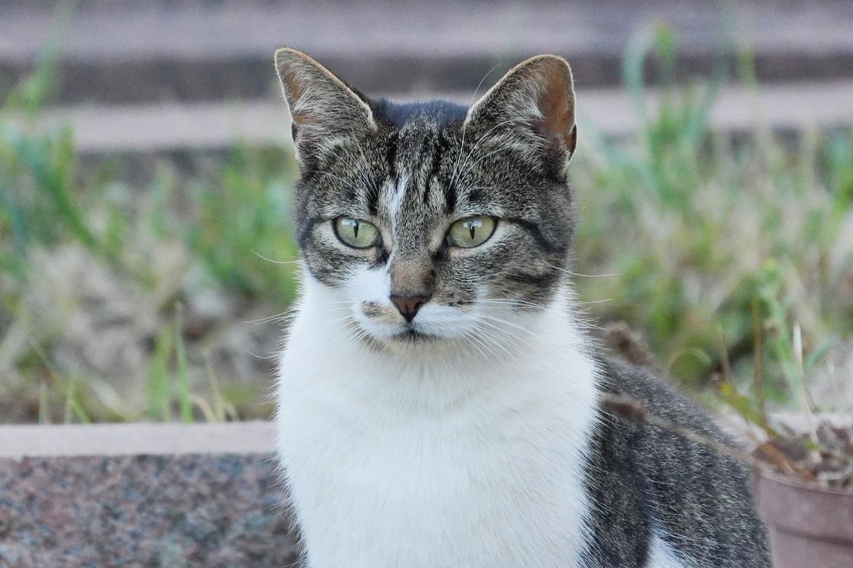A photo taken on a Sony RX10 V bridge camera