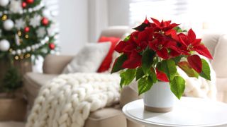 Red poinsettia with Christmas backdrop
