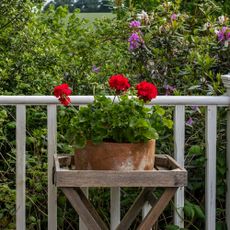 Red geraniums in a rustic pot on a wooden table on balcony