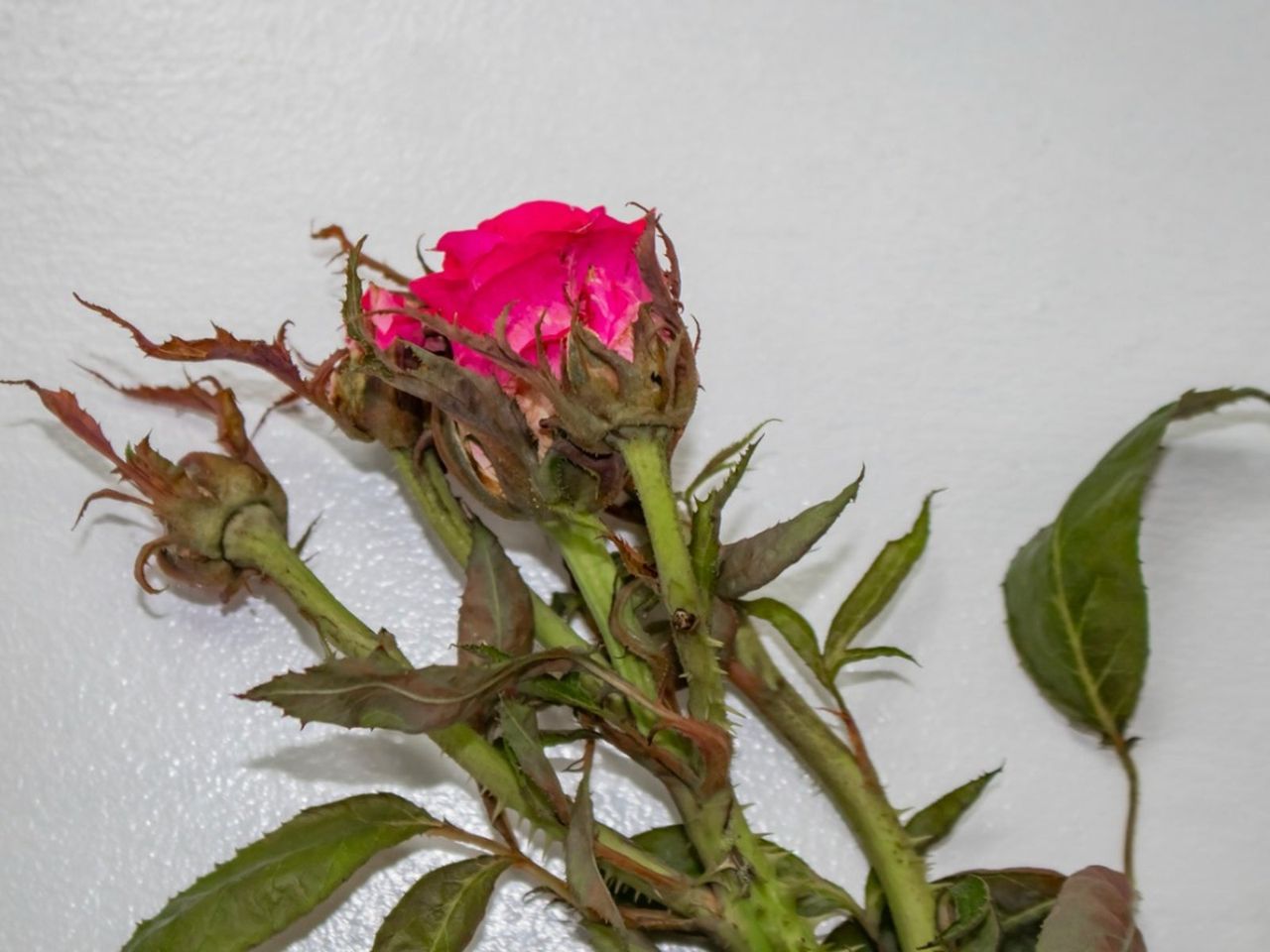 Rose Rosette Disease - How To Treat Witches Broom On Roses | Gardening ...