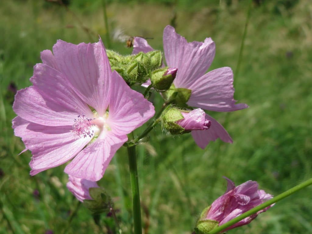 Musk Mallow Info – How To Grow Musk Mallow Plants | Gardening