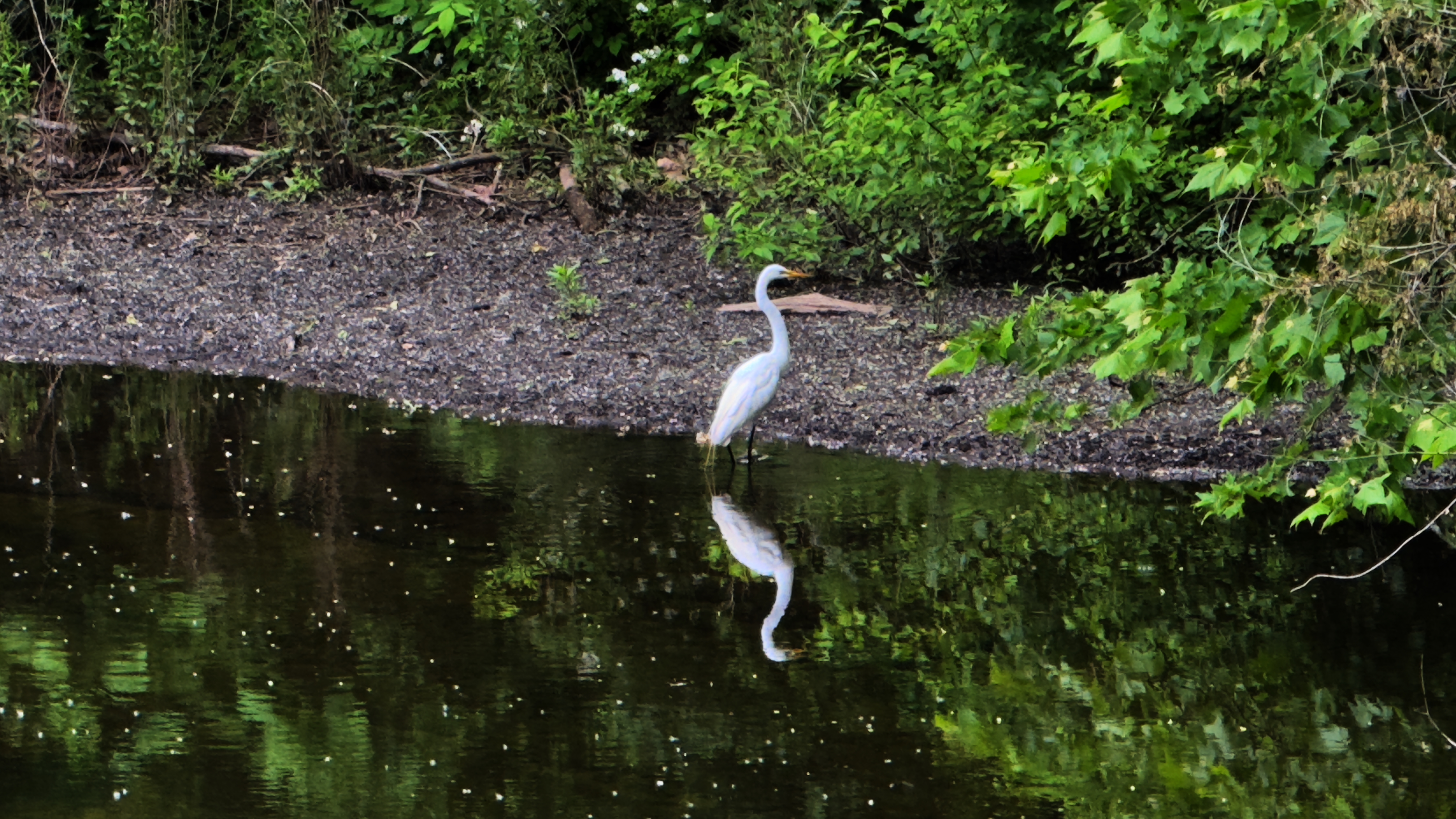 Heron