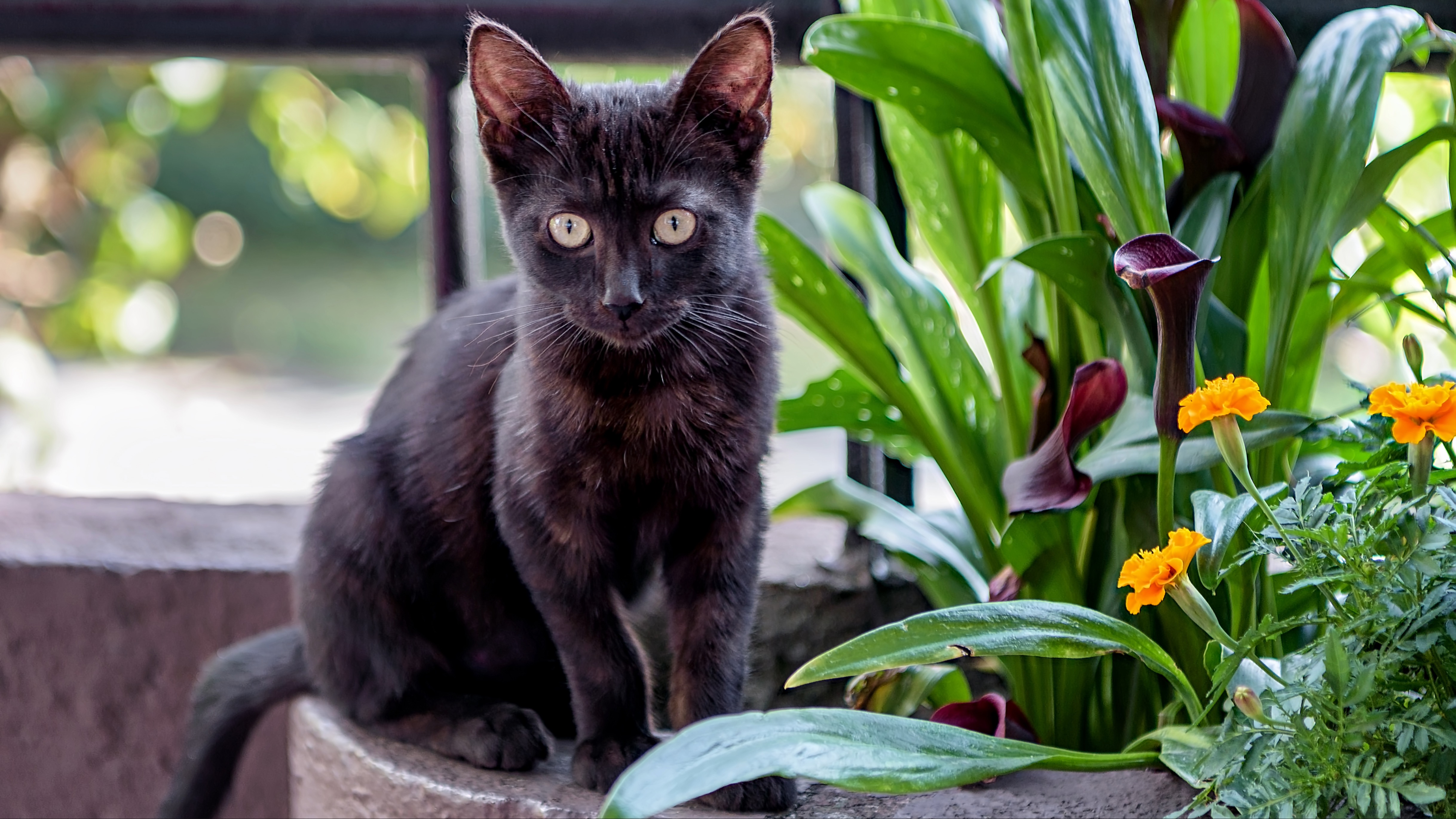 Cute black Bombay kitten standing in plant pot outdoors, looking at camera