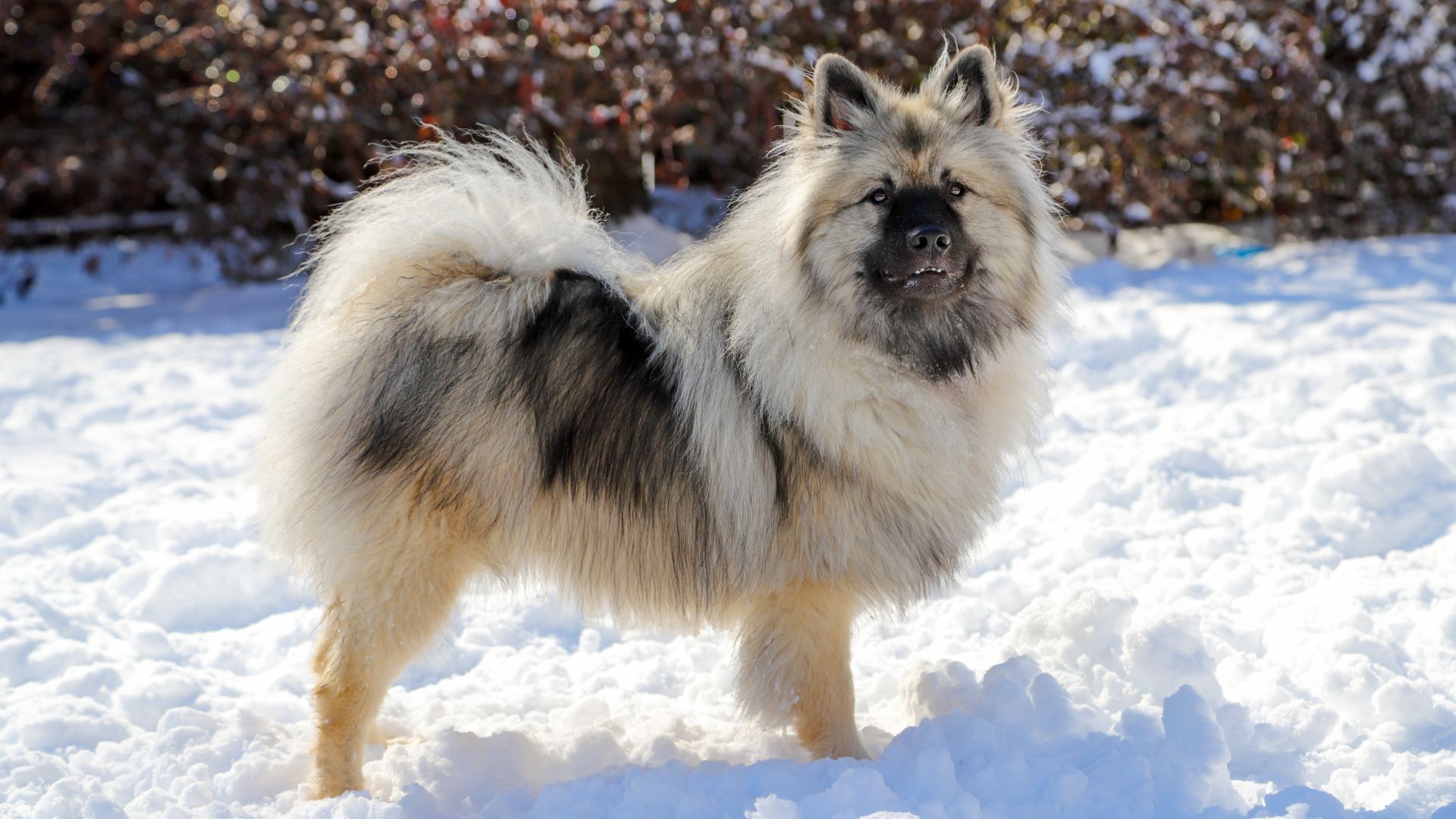 sptiz type keeshond in the snow
