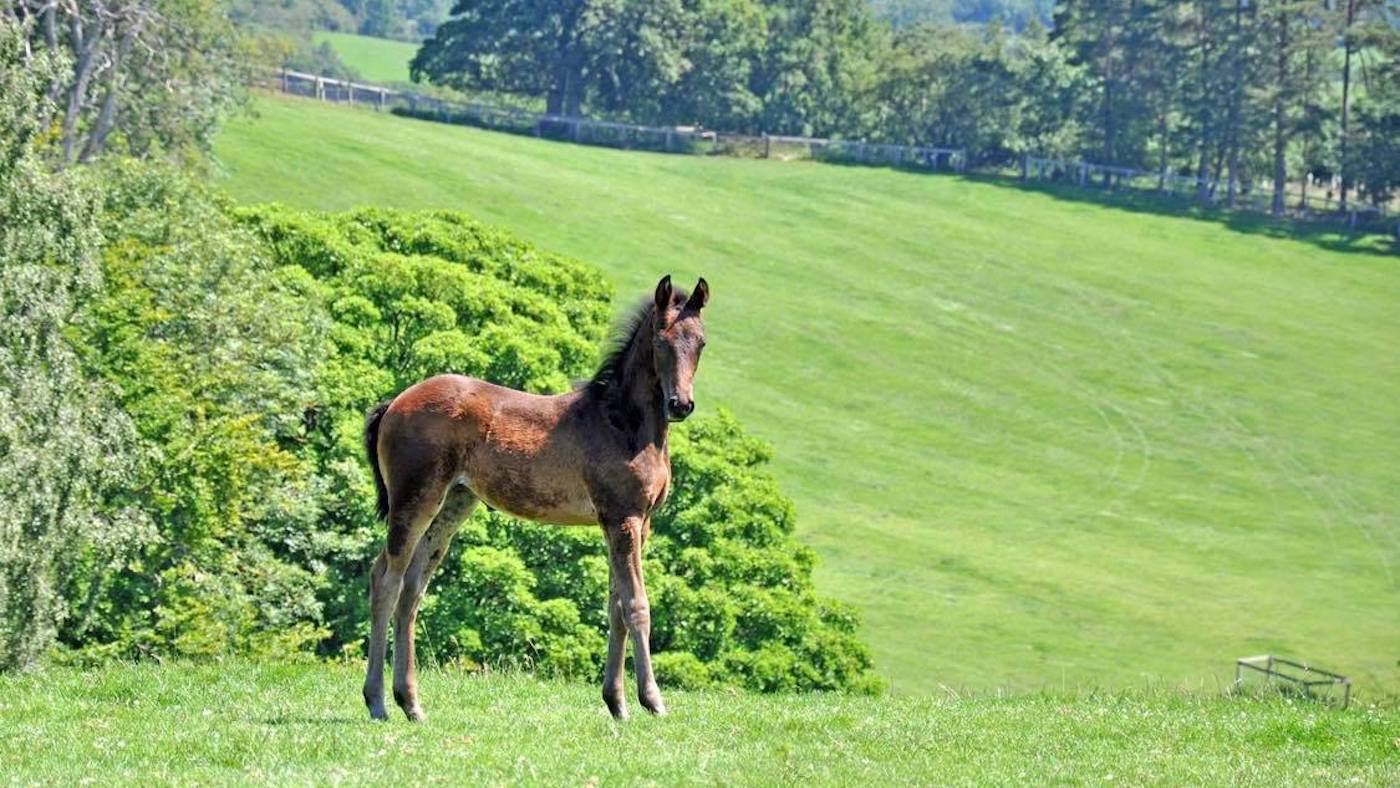 HonorableFoal.jpeg