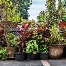 Large outdoor plants in pots on a patio