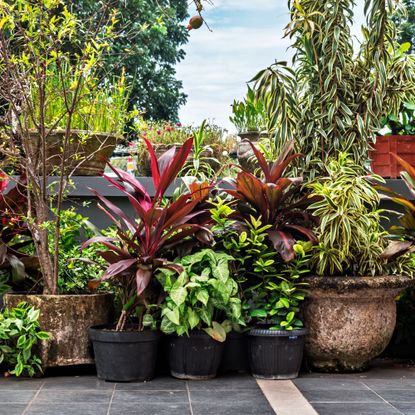 Large outdoor plants in pots on a patio
