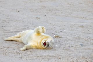 A seal lies on the sand and looks like it is laughing.