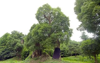 Camphor forest