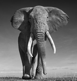 The Don – ©David Yarrow