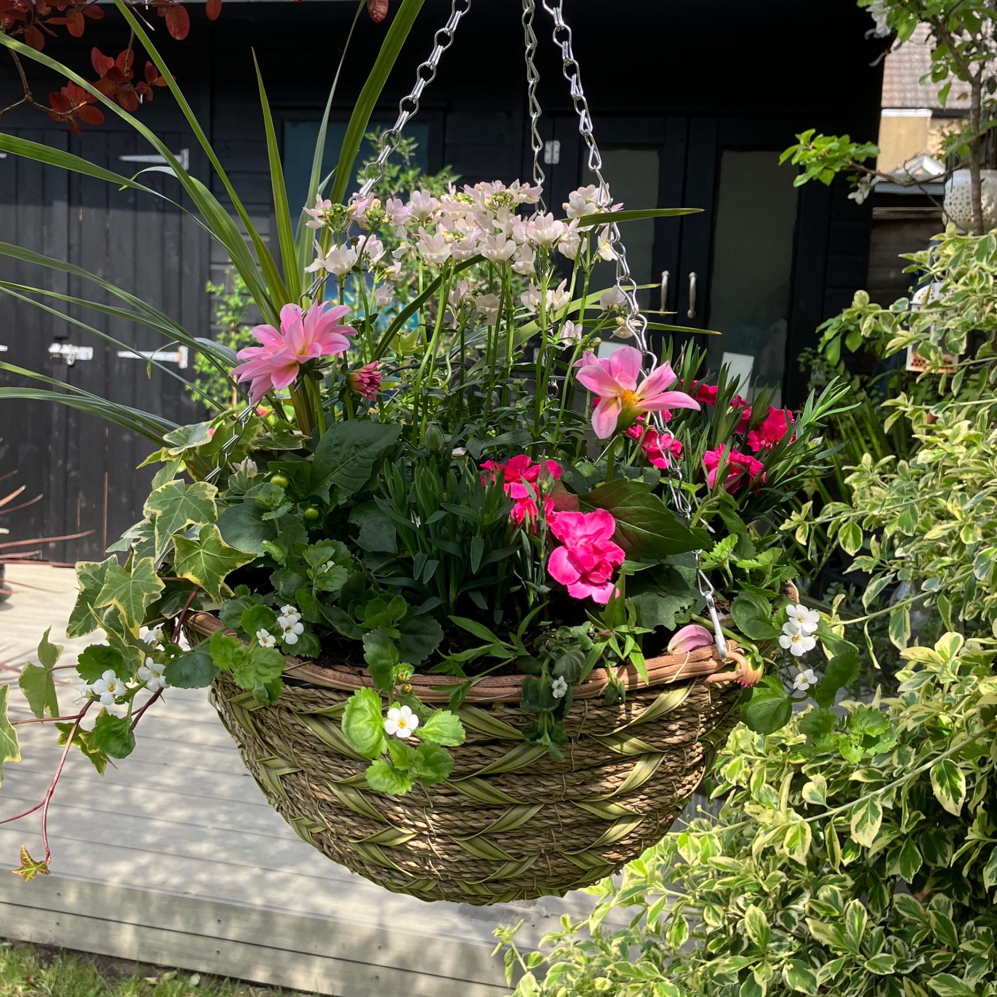 Hanging basket with pink flowers