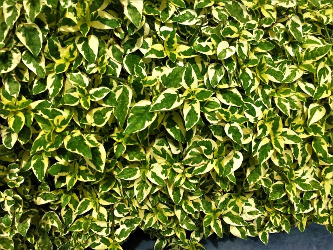 Green-Yellow Miss Lemon Abelia Plants