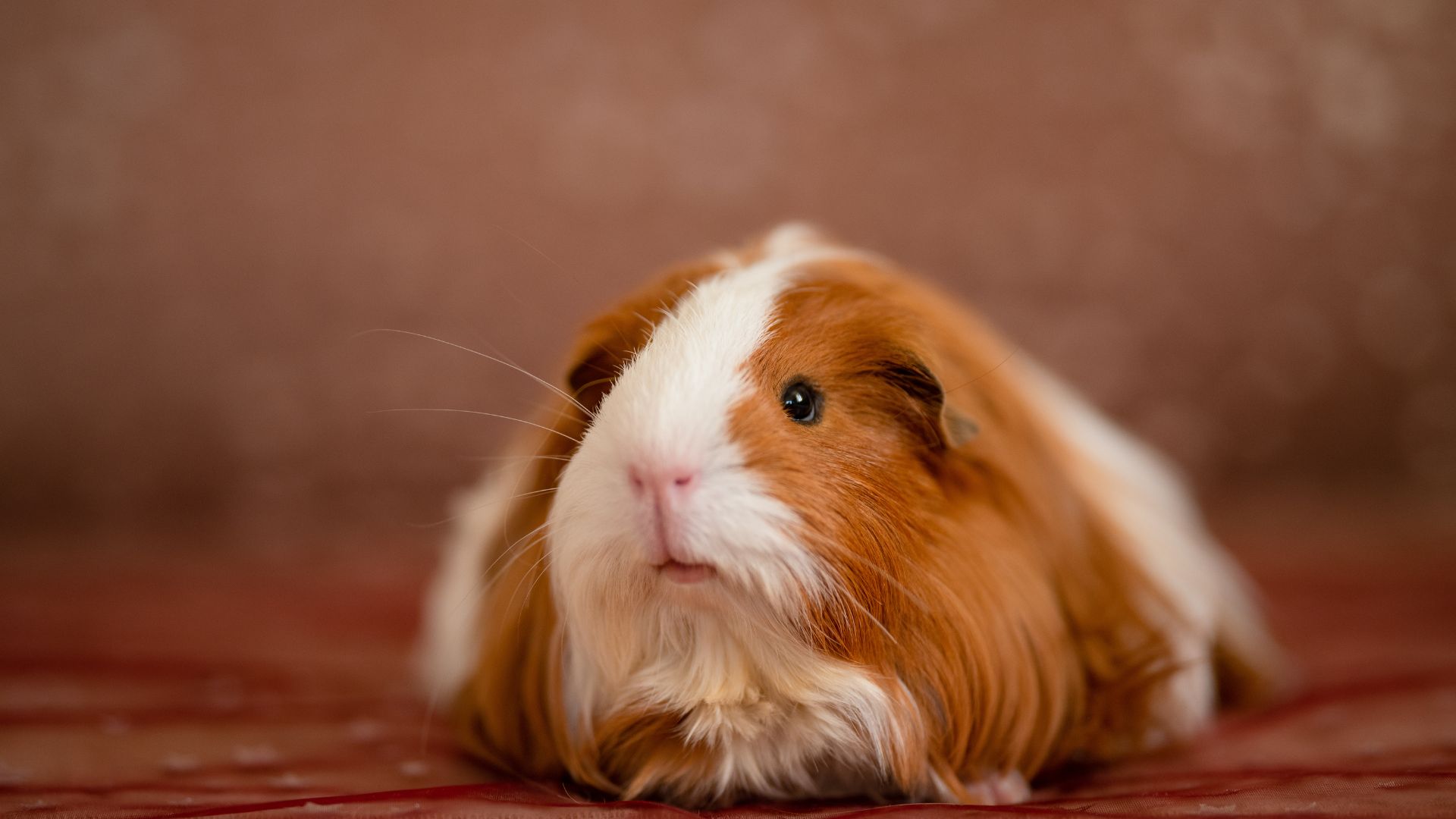 Brown and white guinea pig sitting on a red carpet