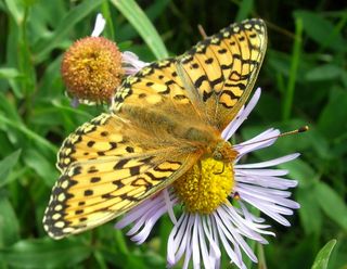 butterflies affected by climate change, climate change effects on animals, mormon fritillary butterfly, earlier springs, early snowmelt in rocky mountains