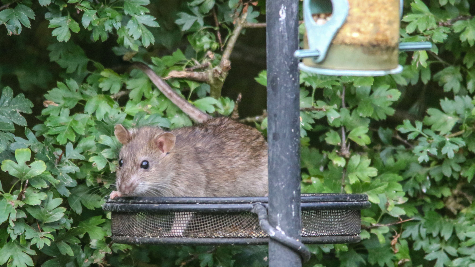 Rat attracted to bird feeder 