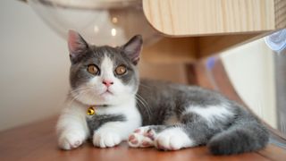 White and grey munchkin cat