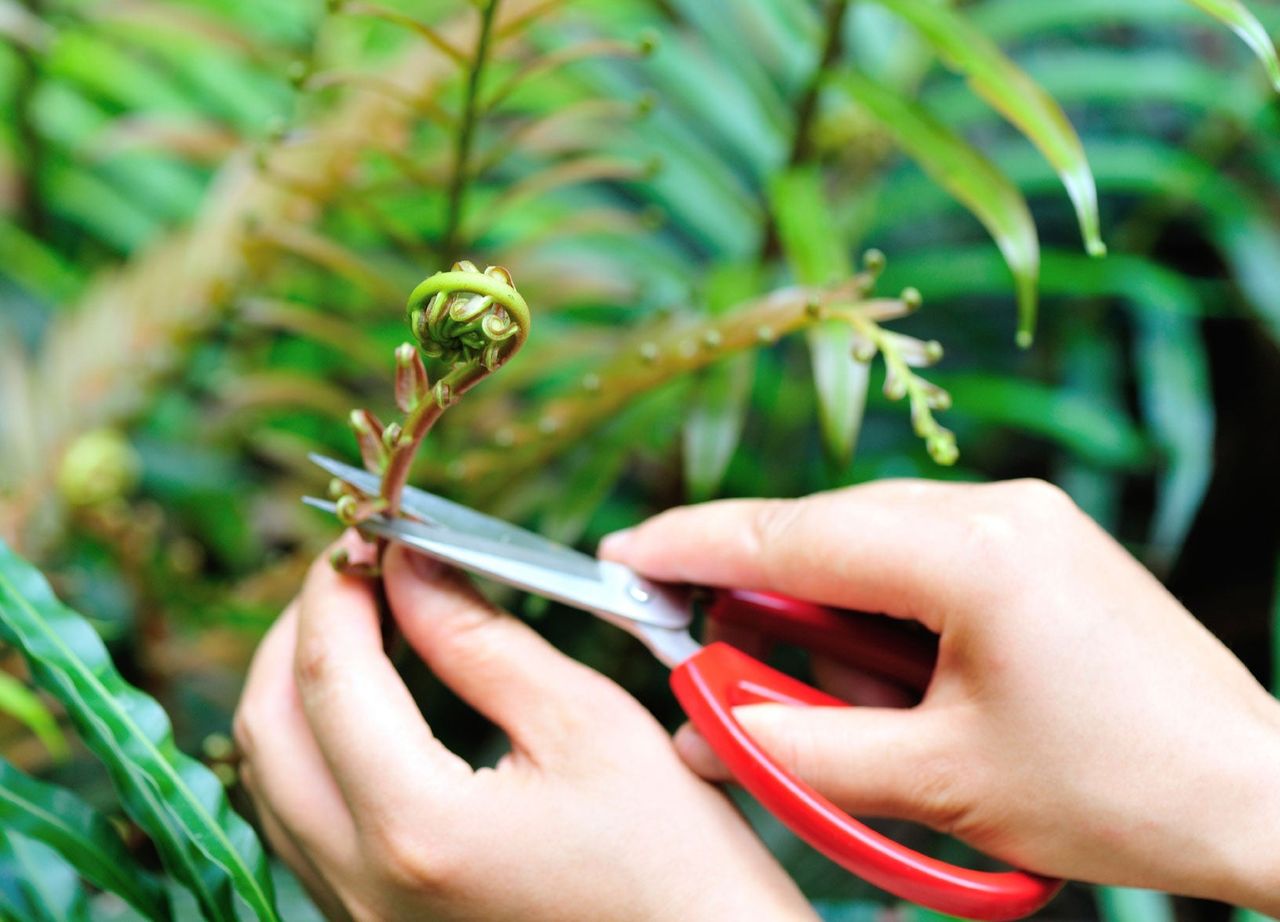 Wild Harvesting Of A Plant