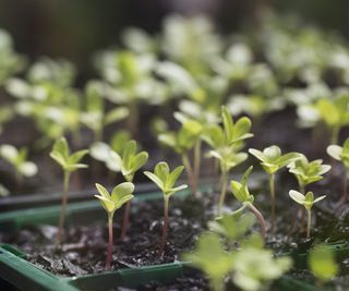 Trays of plant seedlings ready to be potted up
