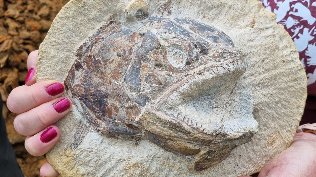イギリス農場で完全に保存されたジュラ紀の魚の化石を発見