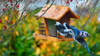 Blue Jay taking off from bird feeder in garden