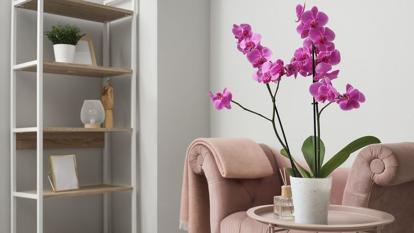 Pink orchid on side table in living room