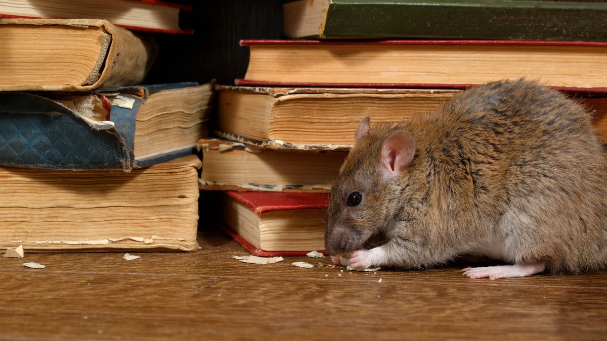 How to get rid of mice in your home safely and keep them out | Tom's Guide