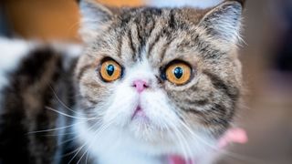 Popular cat breeds - cat looking at camera 