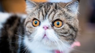 Popular cat breeds - cat looking at camera