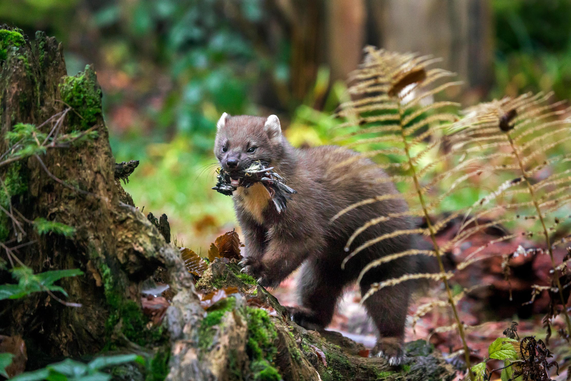 Pine martens