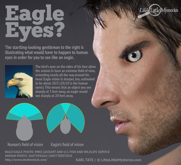 What If Humans Had Eagle Vision? | Live Science