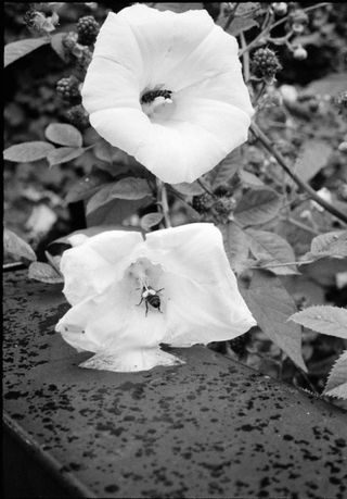 Close up of bees in a large flower