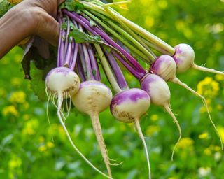 Gardener holds freshly harvested turnips in hand