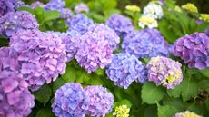 blue and purple hydrangeas