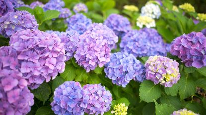 blue and purple hydrangeas