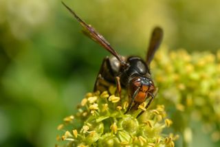 An Asiatic hornet