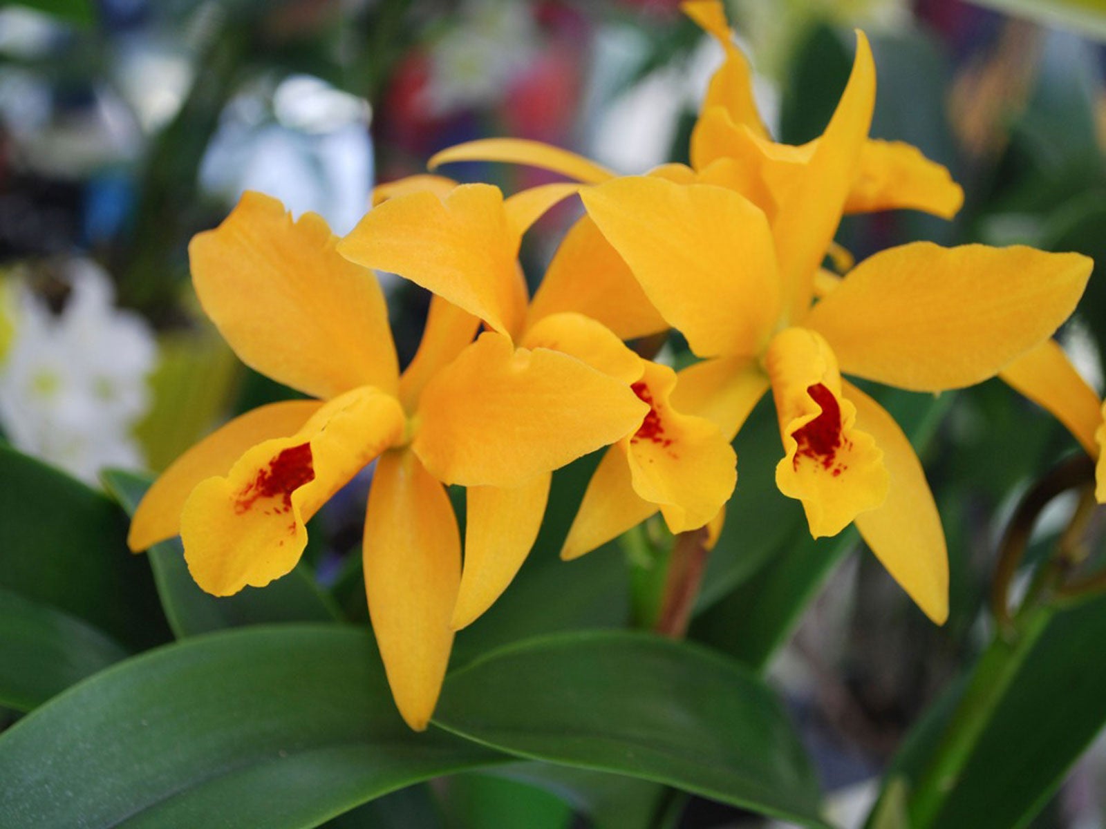 What Is A Spathoglottis Orchid - Information On Ground Orchid Care 