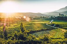 Remirez_de_ganuza_vineyard.jpg
