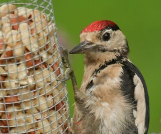 Woodpecker with a red head, feeding at a bird feeder