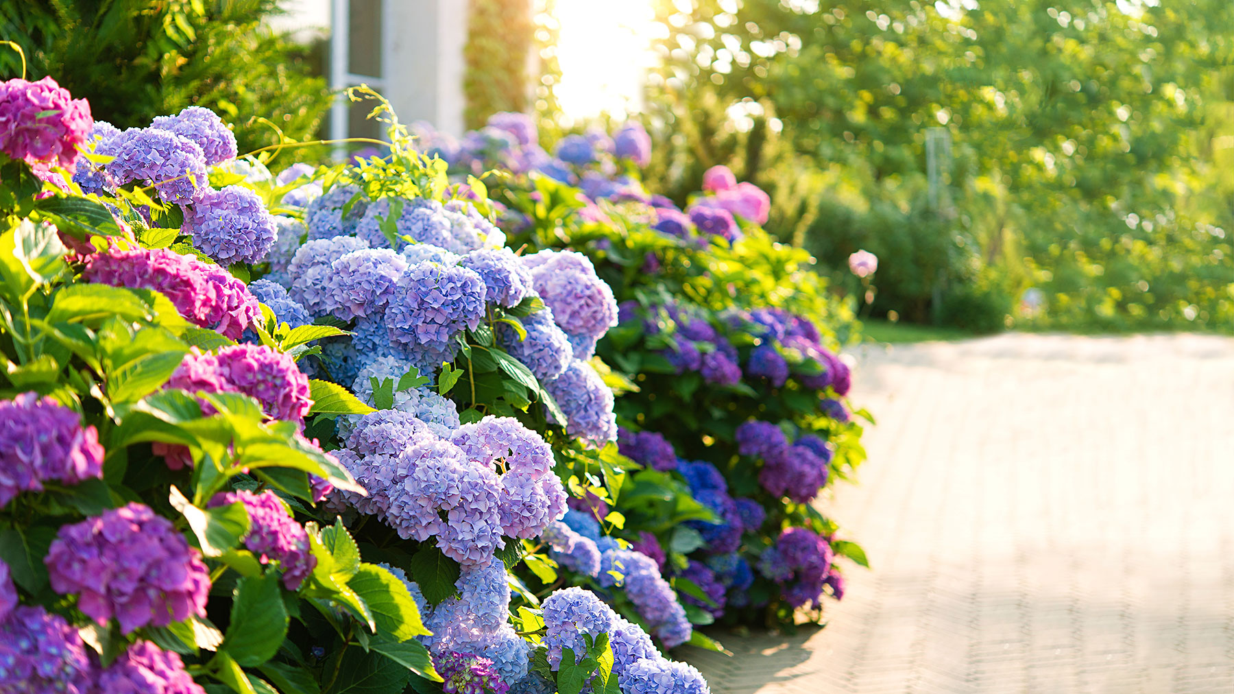 Sunlight on a display of hydrangeas in a front garden