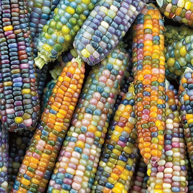 Close up of many cobs of colorful gem corn