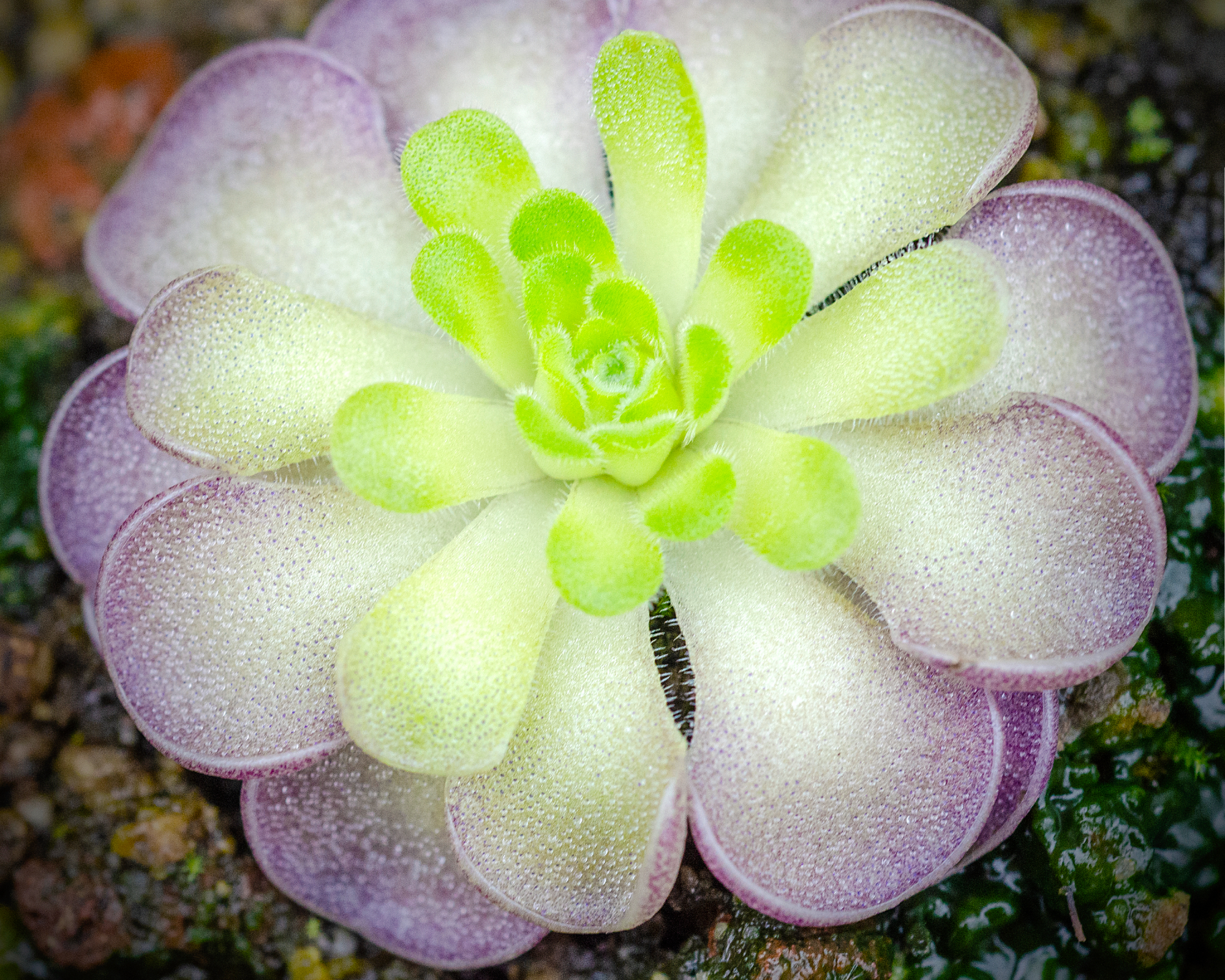 Rosette of butterwort, Pinguicula cyclosecta, with purple edges and green center. Sparkly glanular hairs capture small insects.