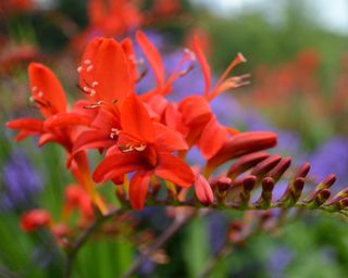 crocosmia flower