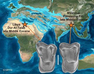A new primate discovered in Myanmar suggests our ancestors came from Asia rather than Africa.