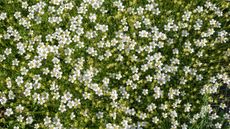 White flowering Irish moss