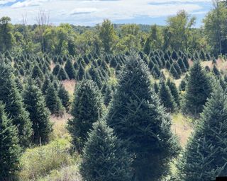 a photo of a Christmas tree farm under a blue sky