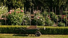Dalmeny Walled Garden dahlia bed, wheelbarrow in front