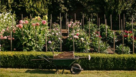 Dalmeny Walled Garden dahlia bed, wheelbarrow in front