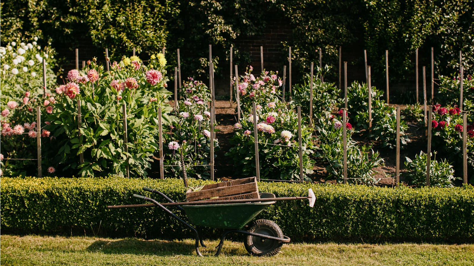 Dalmeny Walled Garden dahlia bed, wheelbarrow in front