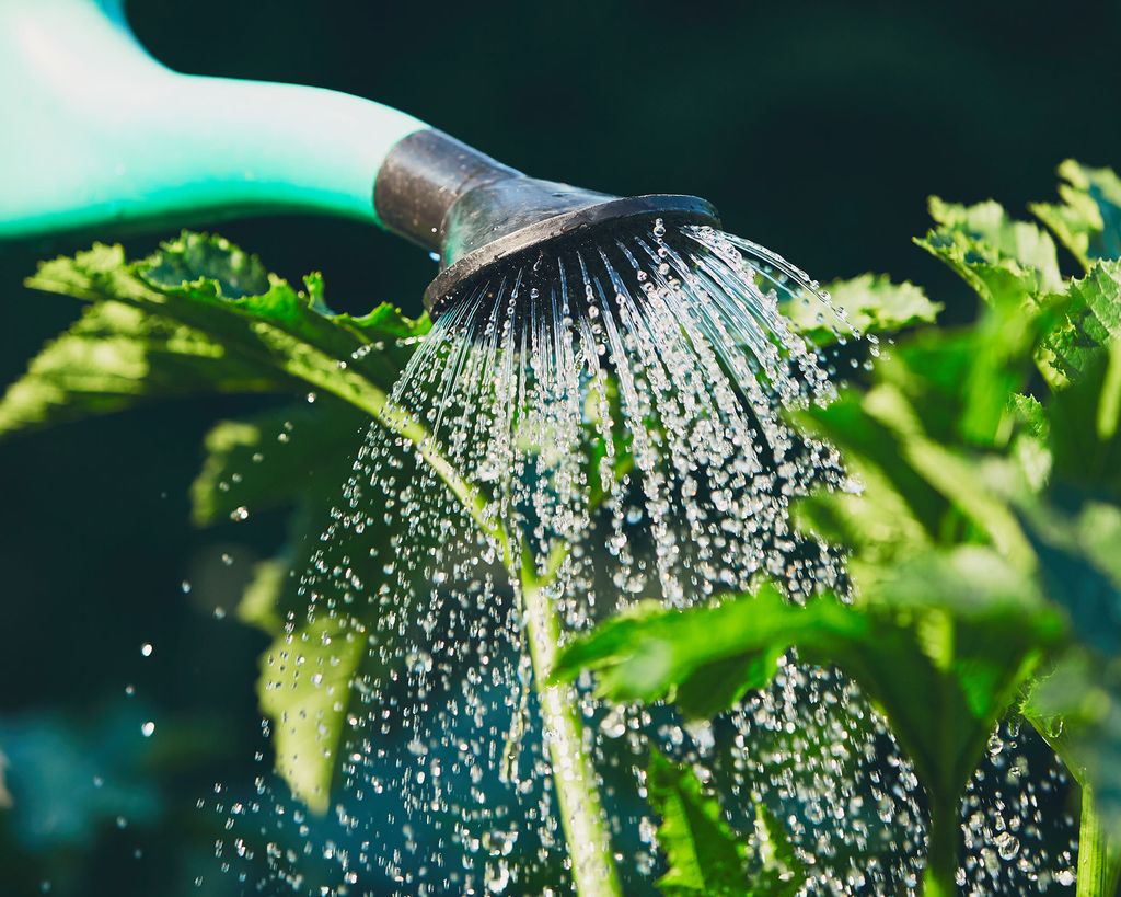 When is the best time to water plants? Expert tips on watering your